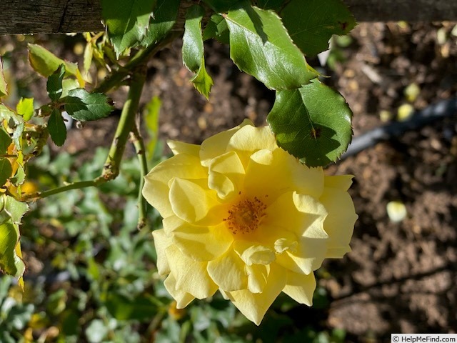 'Gold Bunny' rose photo
