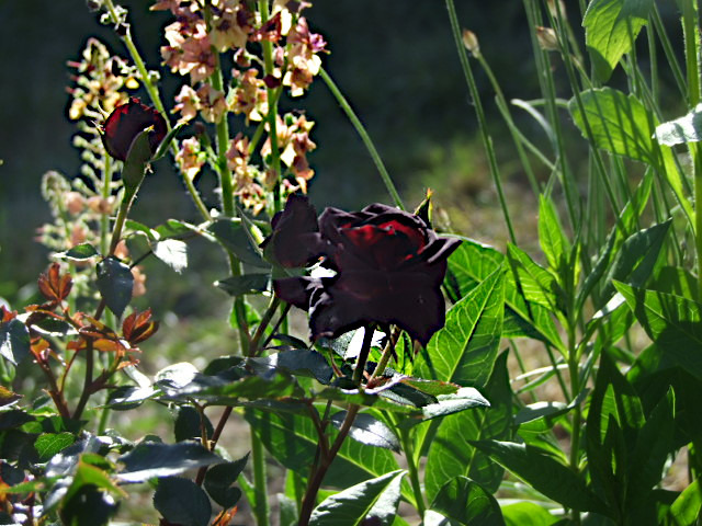 'Black Jade ™ (miniature, Benardella 1985)' rose photo