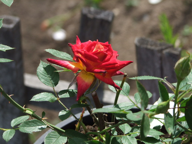 'Glowing Amber ™' rose photo