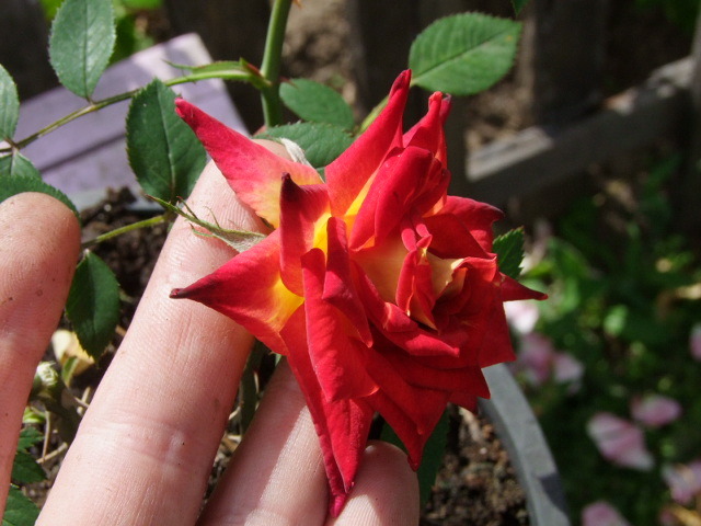 'Glowing Amber ™' rose photo