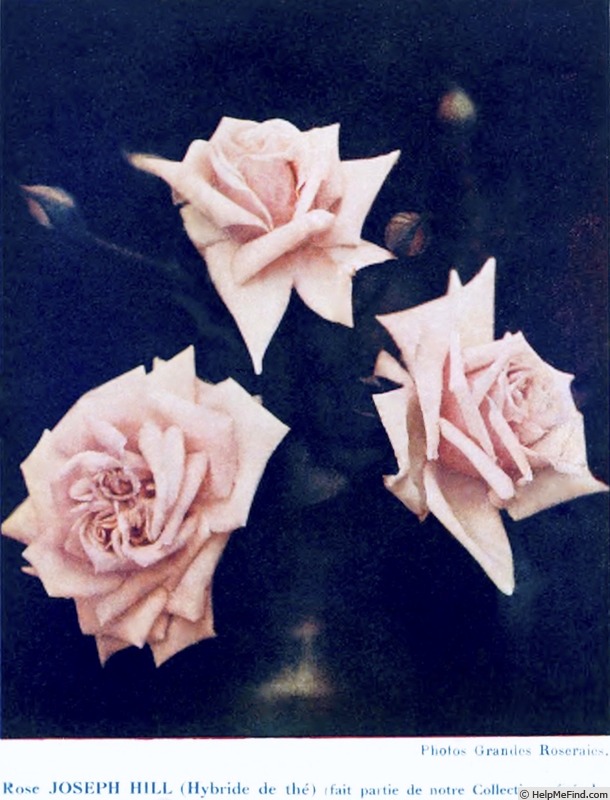 'Joseph Hill' rose photo
