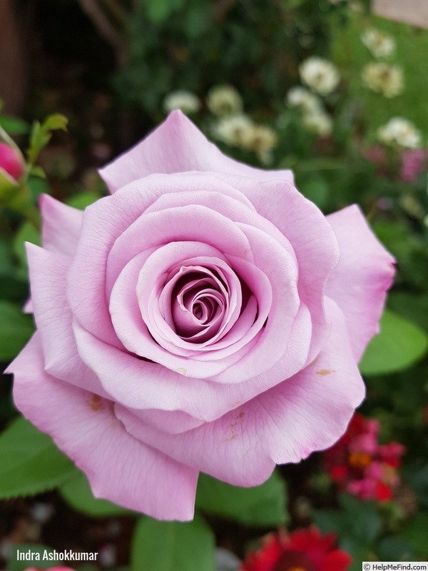 'Neptune ™ (hybrid tea, Carruth, 2003)' rose photo