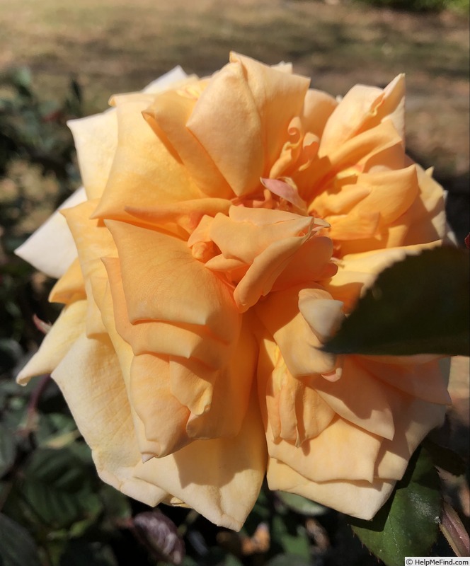 'Lady Elgin' rose photo