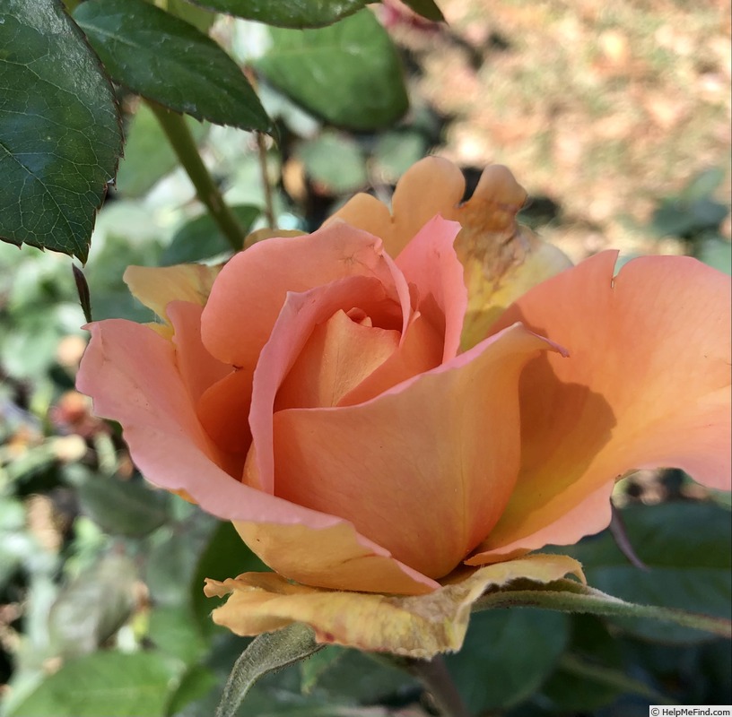 'Brass Band ™' rose photo