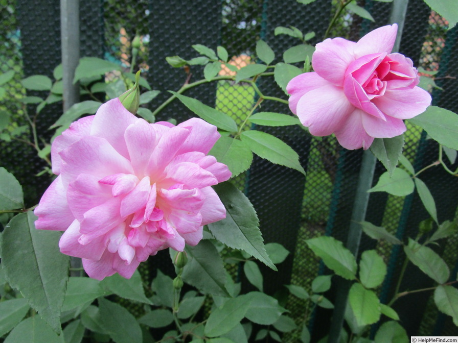 'Jean Bach-Sisley' rose photo