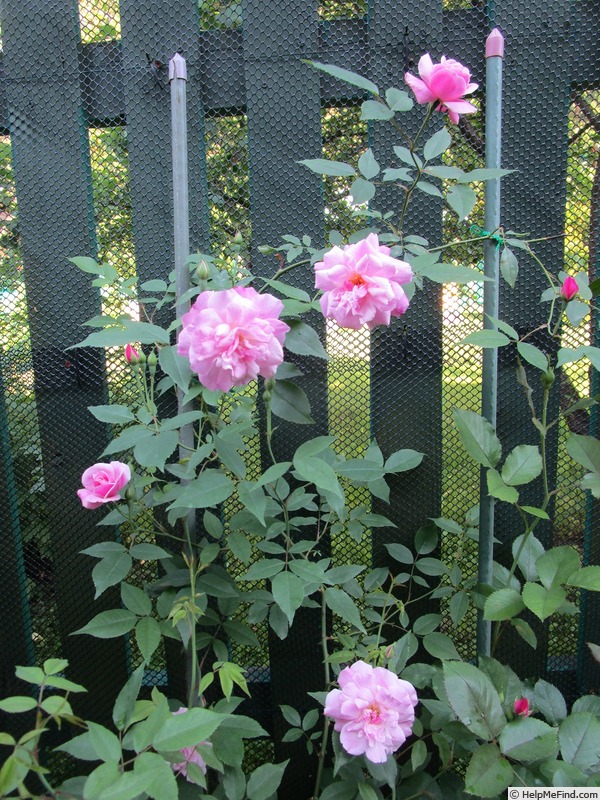 'Jean Bach-Sisley' rose, click to enlarge 'Jean Bach-Sisley' rose photo