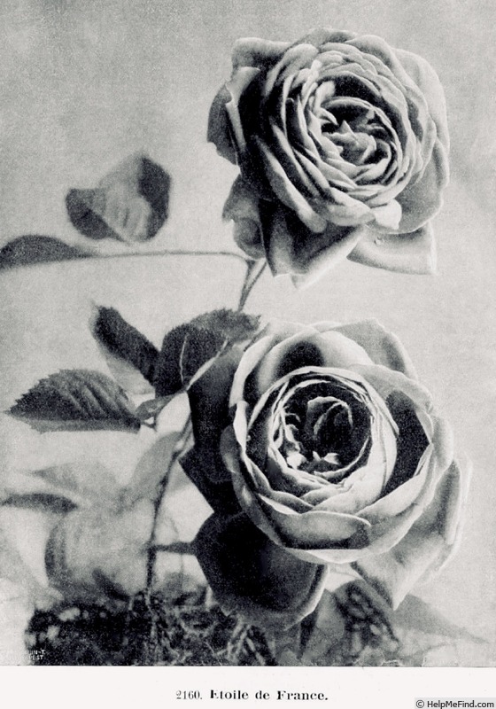 'Étoile de France (hybrid tea, Pernet-Ducher, 1904)' rose photo