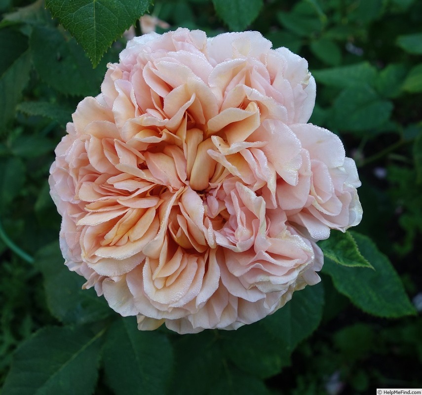 'Belle d’Anjou ®' rose photo