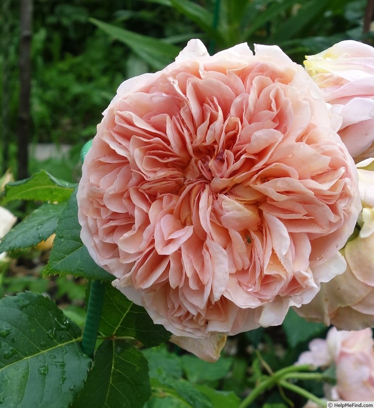 'Belle d’Anjou ®' rose photo