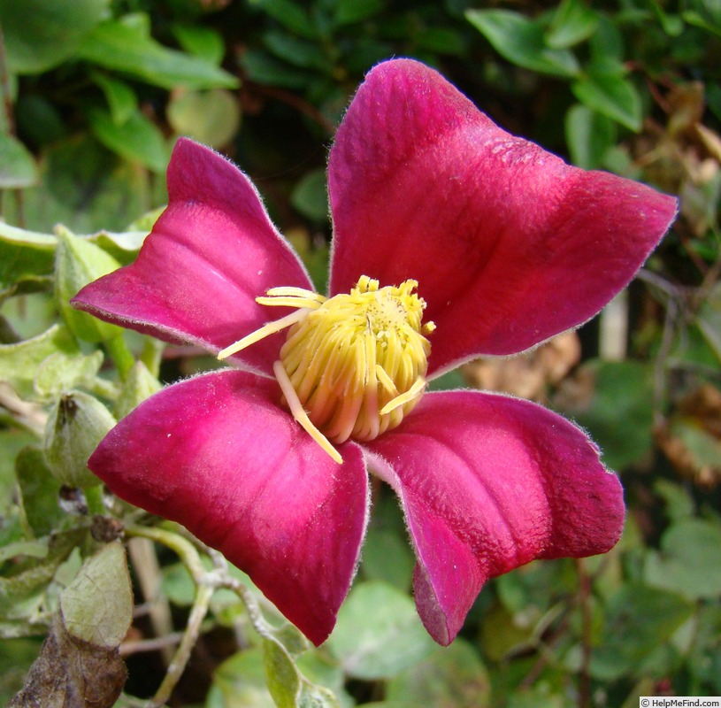 'Texensis 'Sir Trevor Lawrence'' clematis photo
