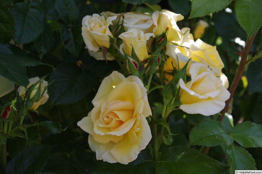 'Gold Charm' rose photo
