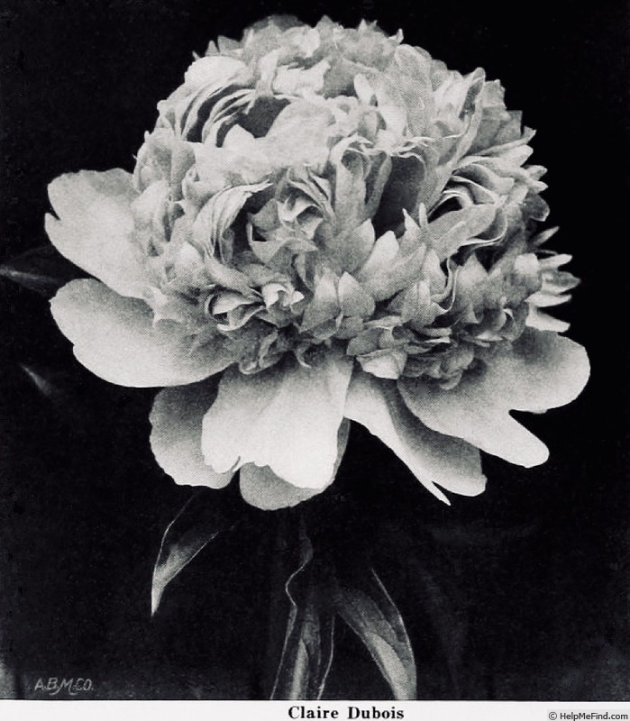 'Claire Dubois' peony, click to enlarge 'Claire Dubois' peony photo