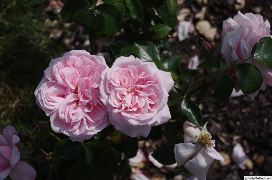 'Octavia Hill (Floribunda, Harkness, 1995)' rose photo