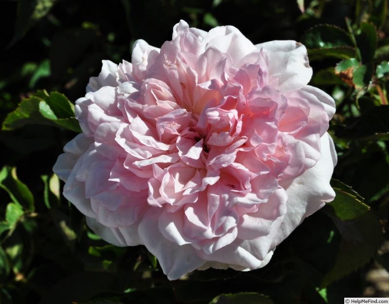 'Miss Pretty (floribunda, Schmitz, 2020)' rose photo