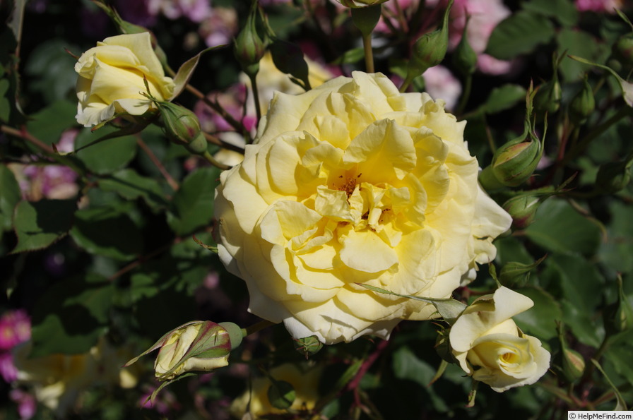 'Abbeyfield Gold' rose photo