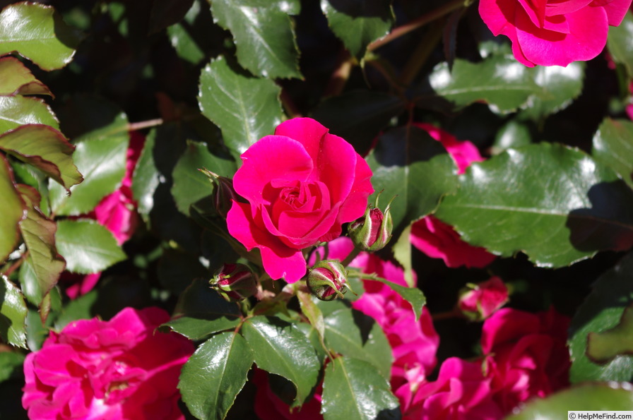 'Red Finesse' rose photo