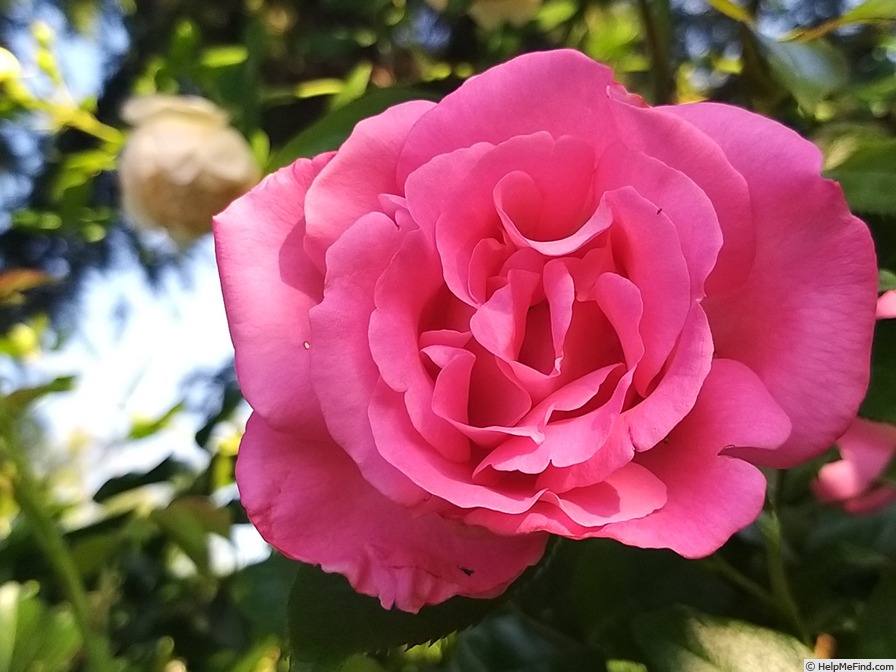 'Parfum Royal Cl.' rose photo