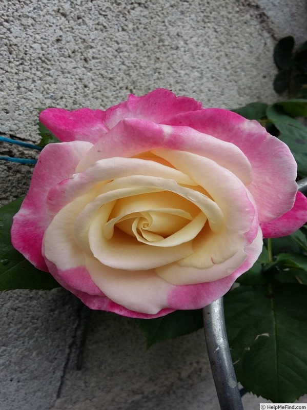 'Parfum Tropical ®' rose photo