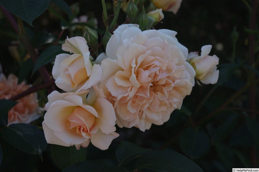 'AUSmoon' rose photo