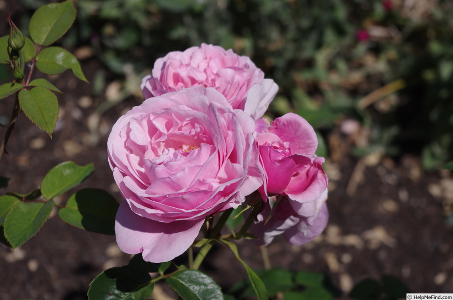 'Horatio Nelson' rose photo
