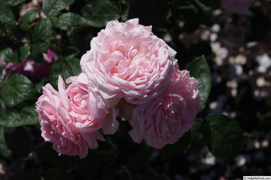 'AUSmak' rose photo