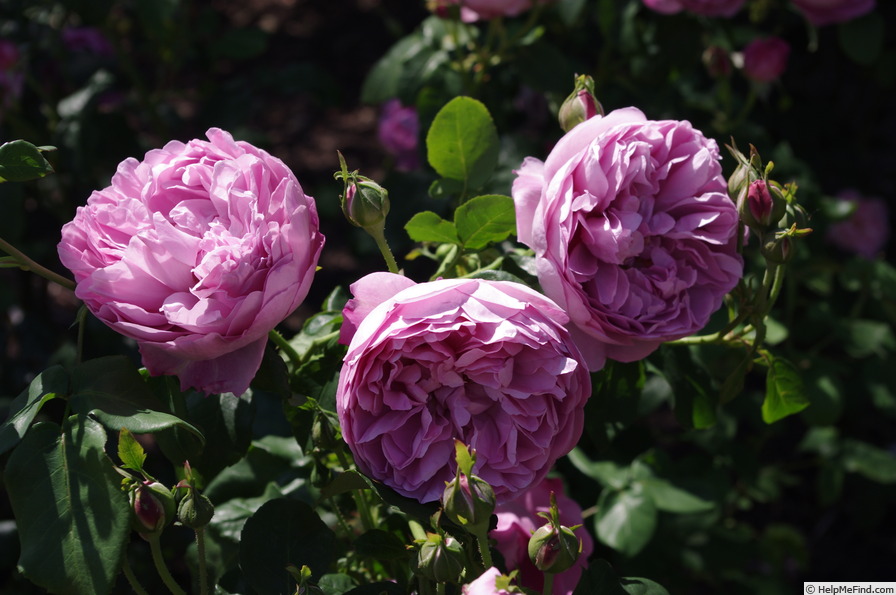 'AUSren' rose photo