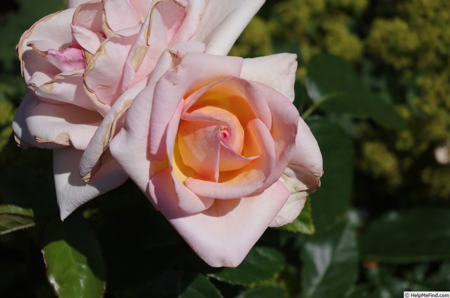 'Empress Michiko' rose photo