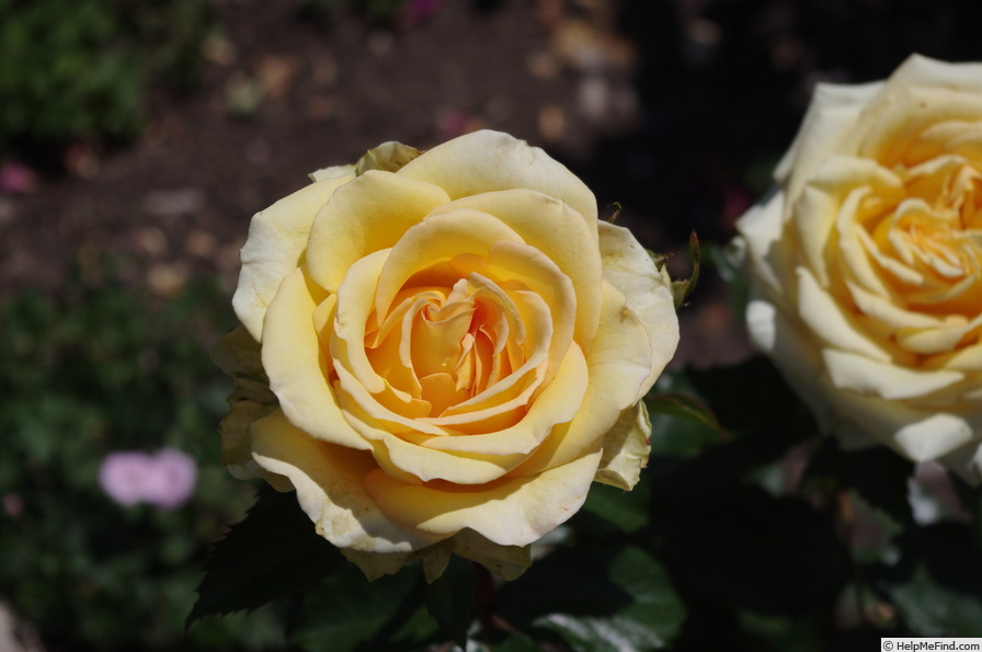 'Mystery Girl' rose photo