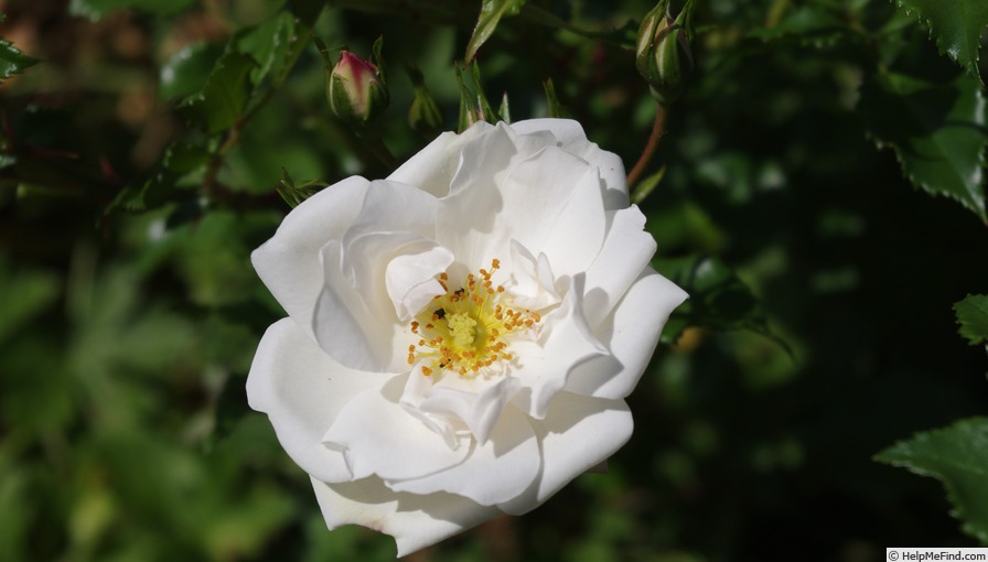 'Diamond (shrub, Kordes, 2001)' rose photo