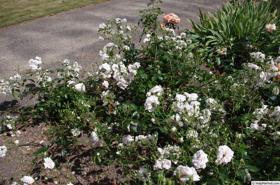 'Blenheim (shrub, Evers/Tantau, 1990)' rose photo