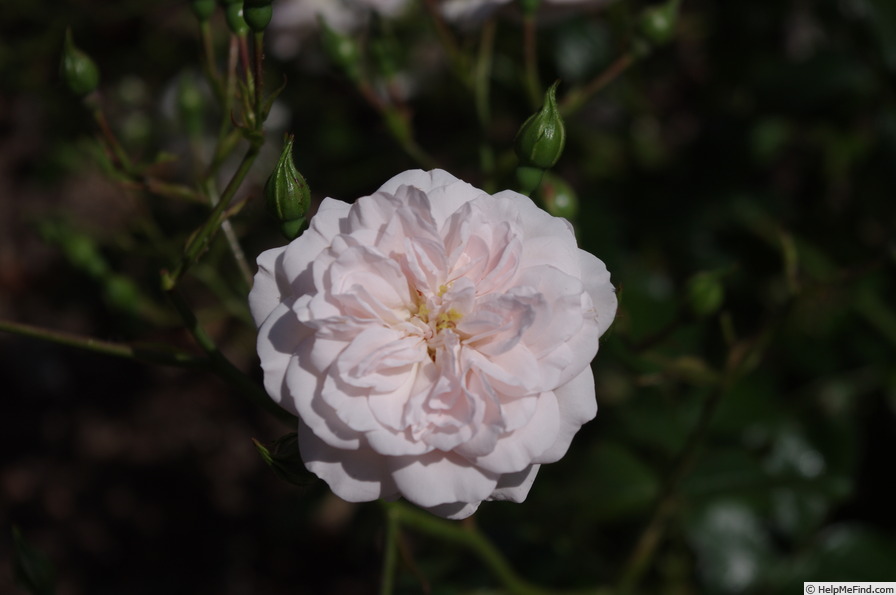 'Blenheim (shrub, Evers/Tantau, 1990)' rose photo