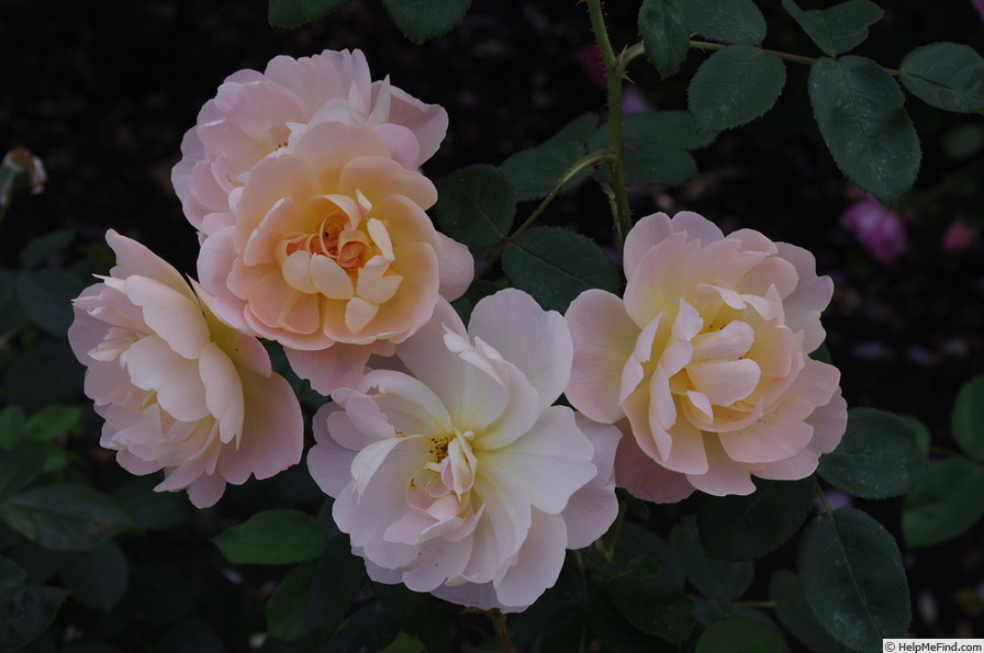 'The Lark Ascending' rose photo