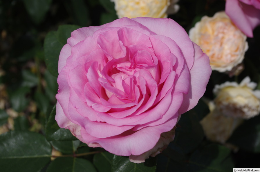 'Pink Perfection (hybrid tea, Kordes, 1999/2007)' rose photo