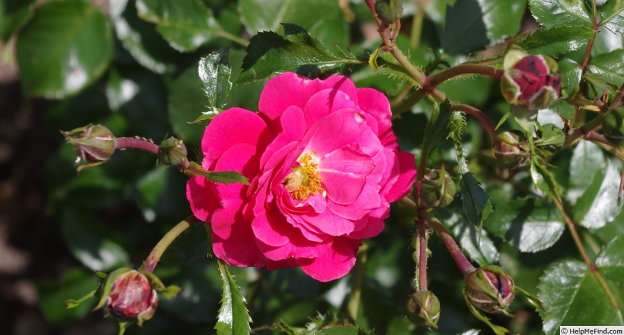 'NOAfeuer' rose photo