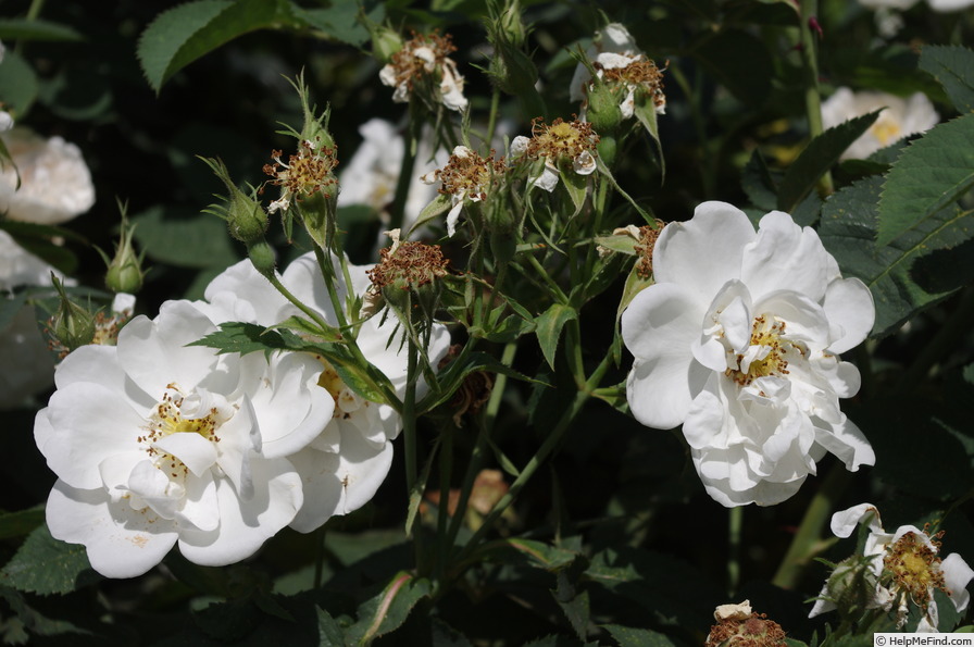 'Princesse de Lamballe' rose photo