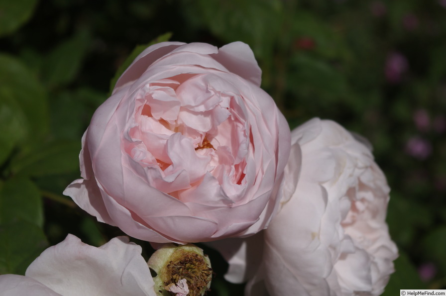 'AUSmit' rose photo