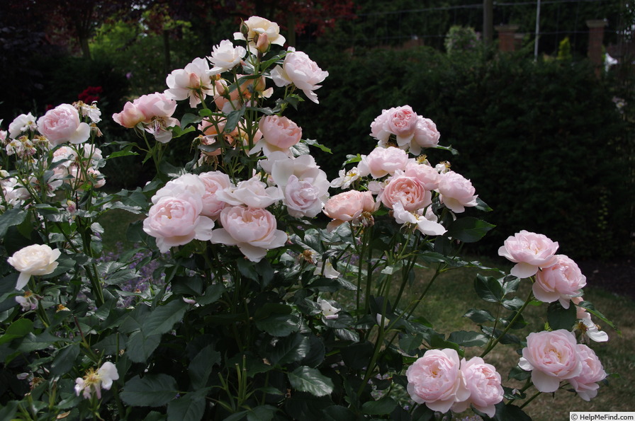 'AUStwist' rose photo
