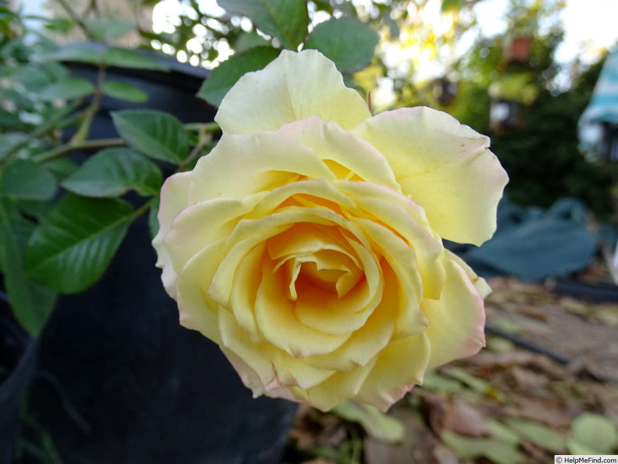 'Hi Honey' rose photo