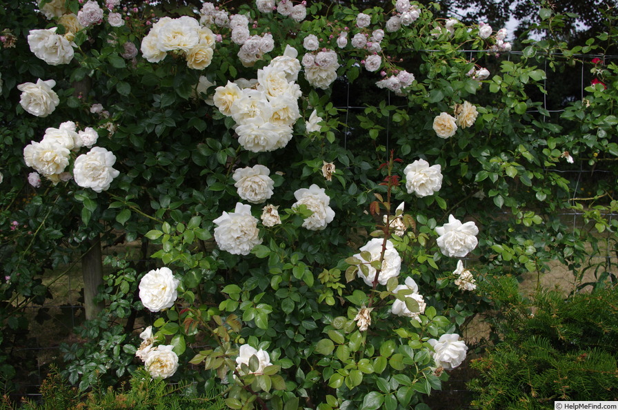 'Crème de la Crème (climber, Gandy, 1995/98)' rose photo