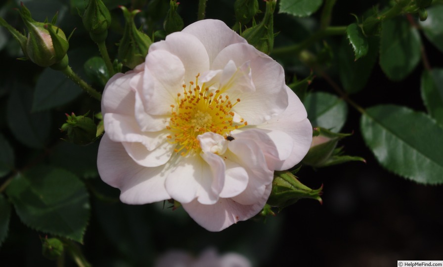 'DICvanilla' rose photo