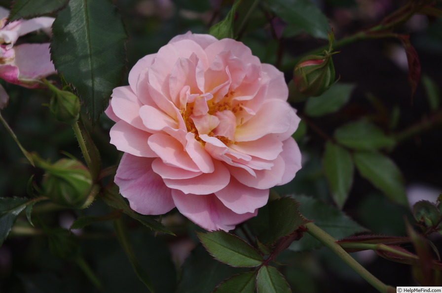 'POUlave' rose photo