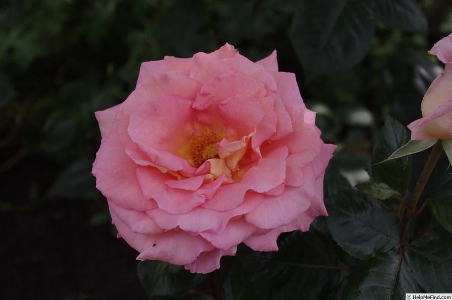 'FRYdisco' rose photo