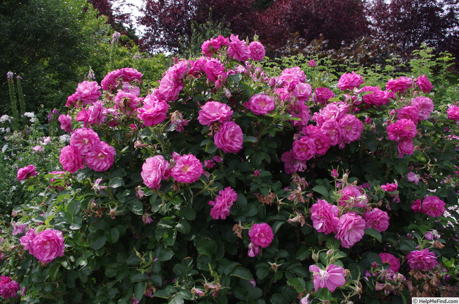 'Wild Edric' rose photo