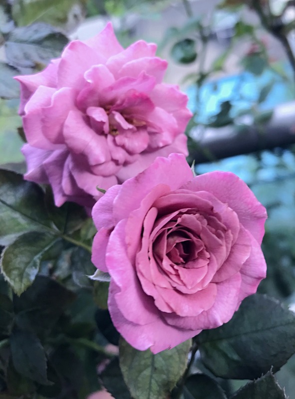 'Lynley's Lilac' rose photo