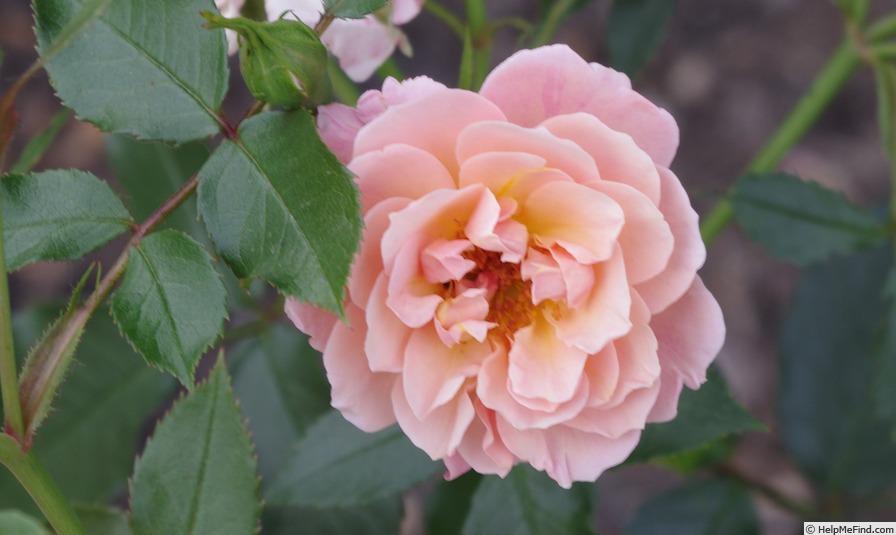 'POUlave' rose photo