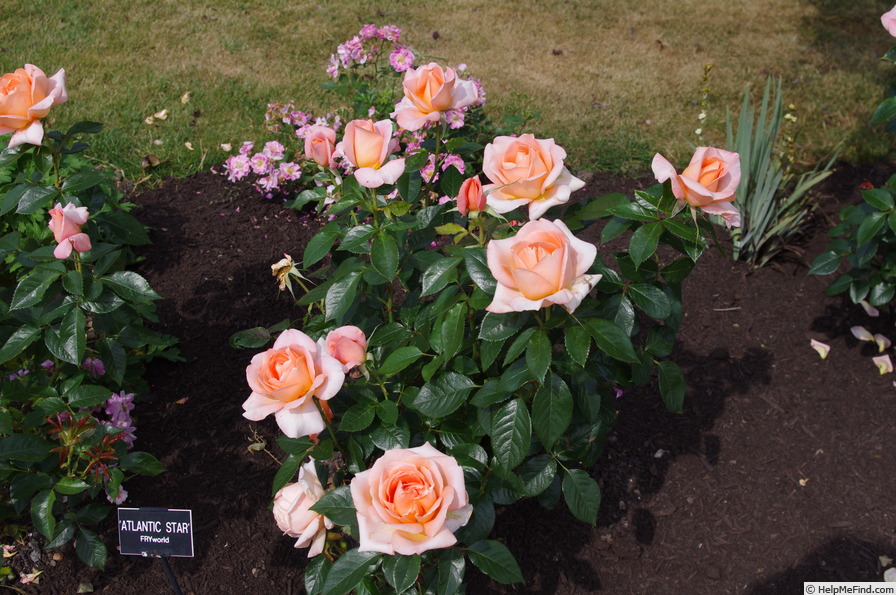 'Atlantic Star' rose photo