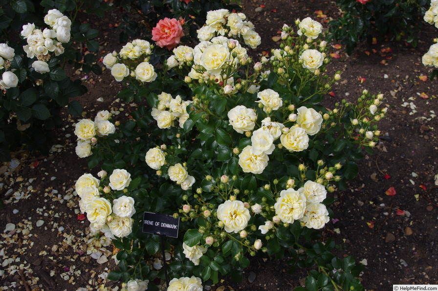 'Irene of Denmark' rose photo