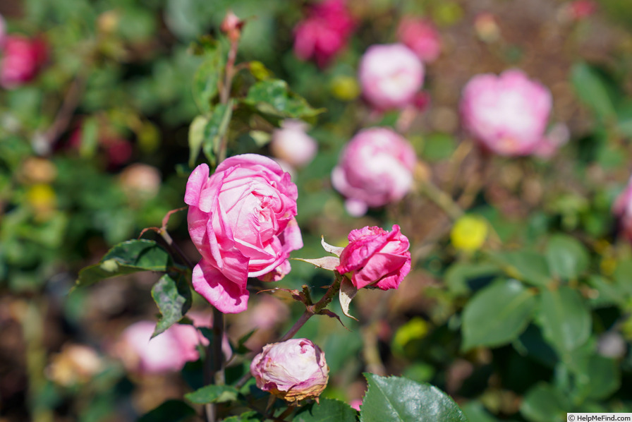 'Mrs. B.R. Cant (Tea, Cant, 1901)' rose photo