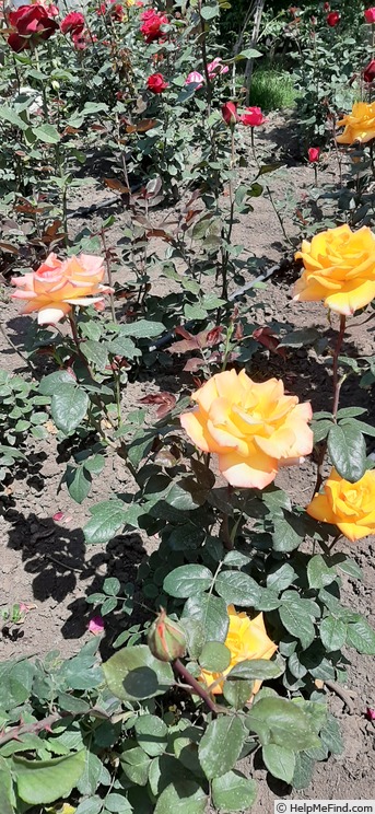 'Cristinica' rose photo