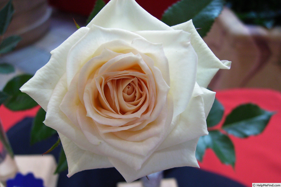 'Lemon Swirl' rose photo